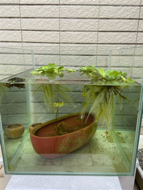 睡蓮養魚